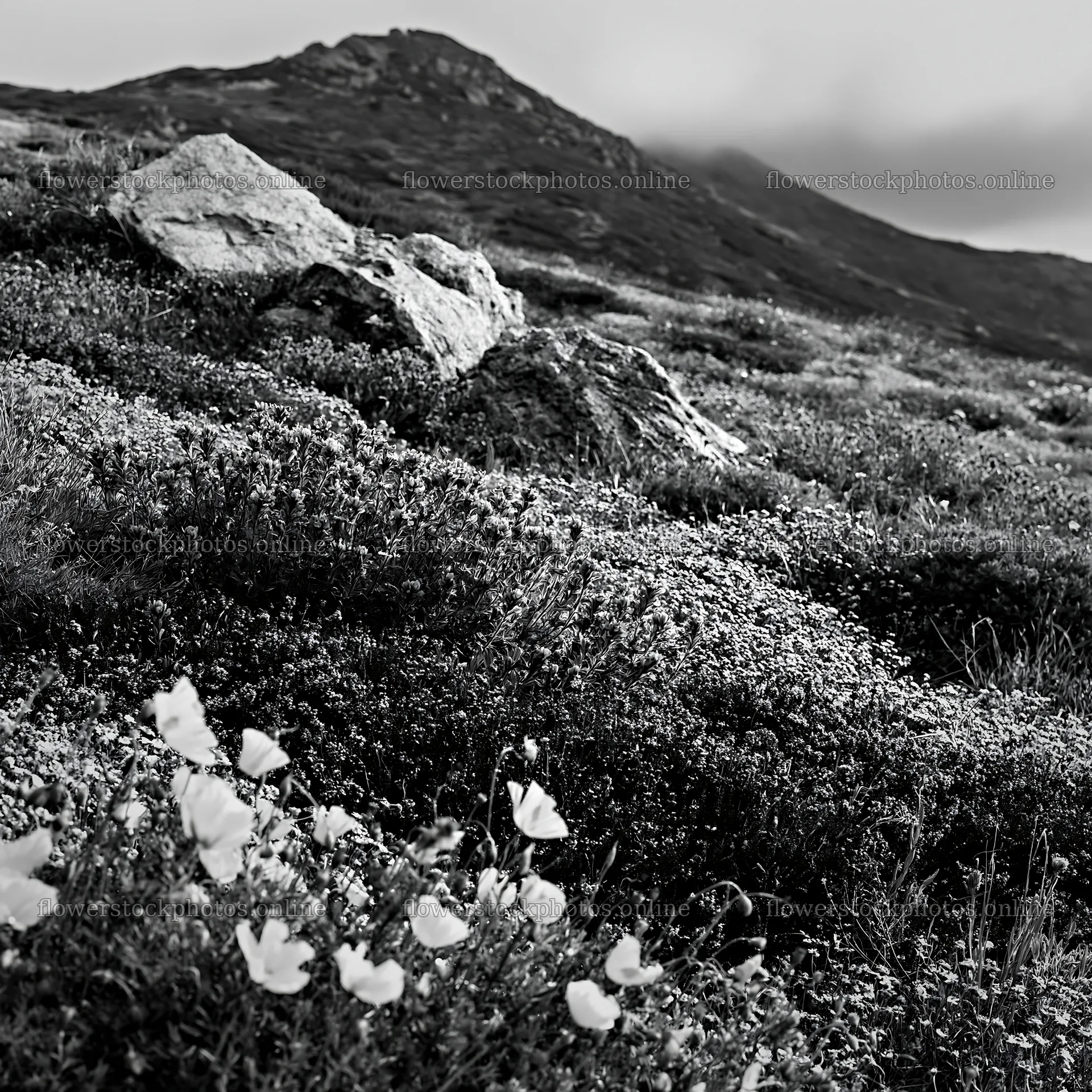 Poppy larkspur meadow with rocks and mountain backdrop – flower stock photos 7938x7938