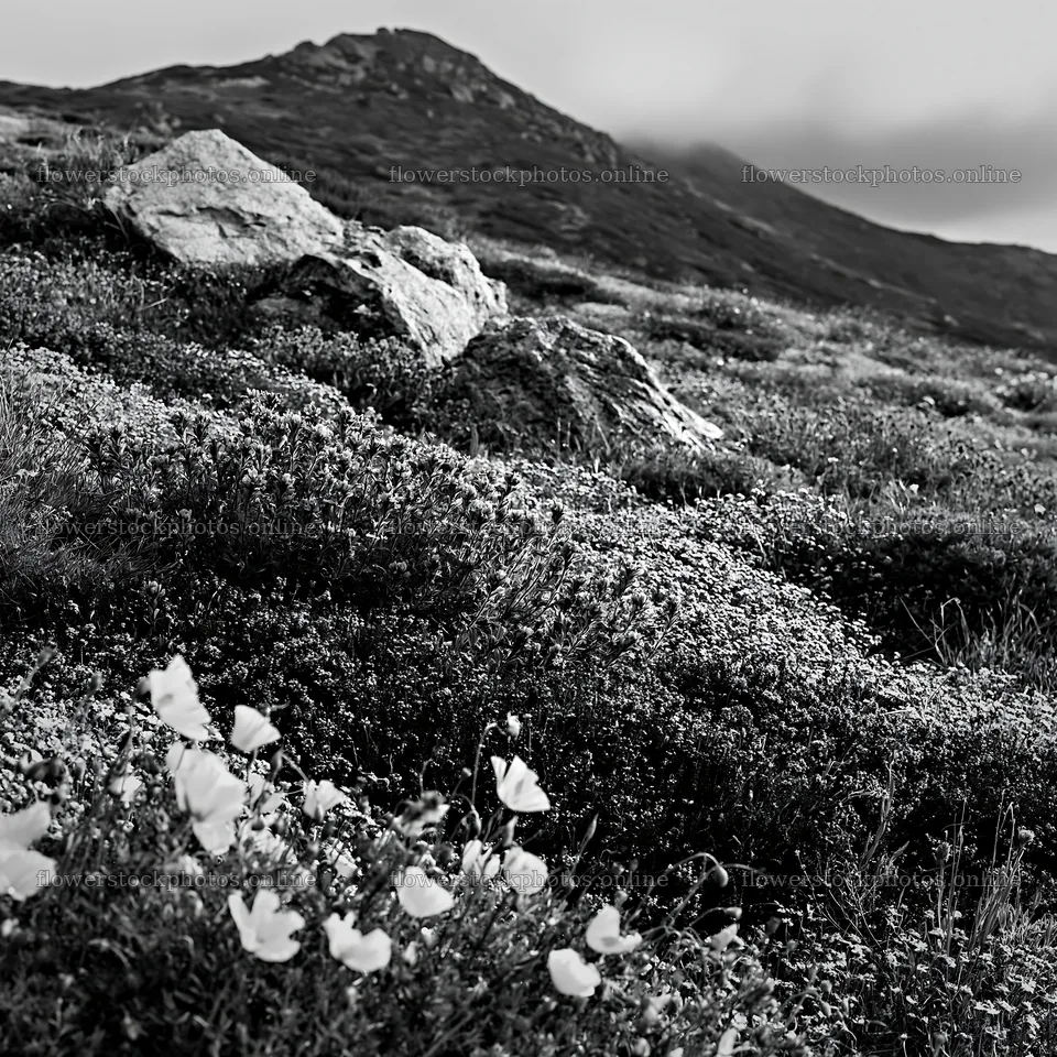 Poppy larkspur meadow with rocks and mountain backdrop – flower stock photos 7938x7938