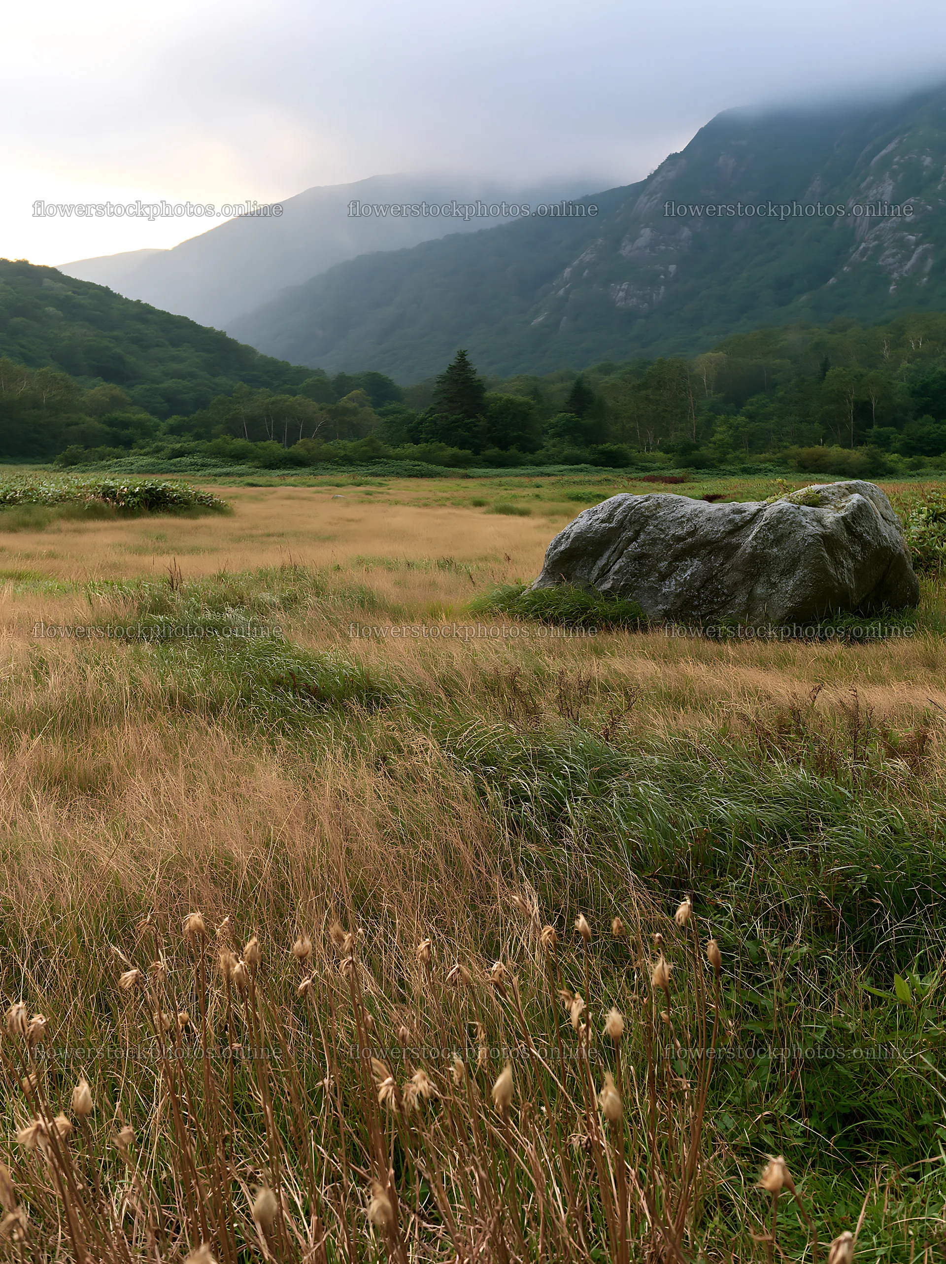 Aomori climate resilient meadow with boulder in natural setting – flower stock photos 6866x9174