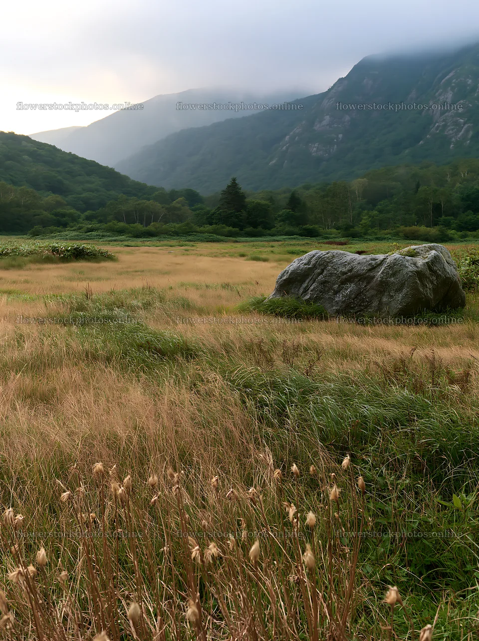 Aomori climate resilient meadow with boulder in natural setting – flower stock photos 6866x9174