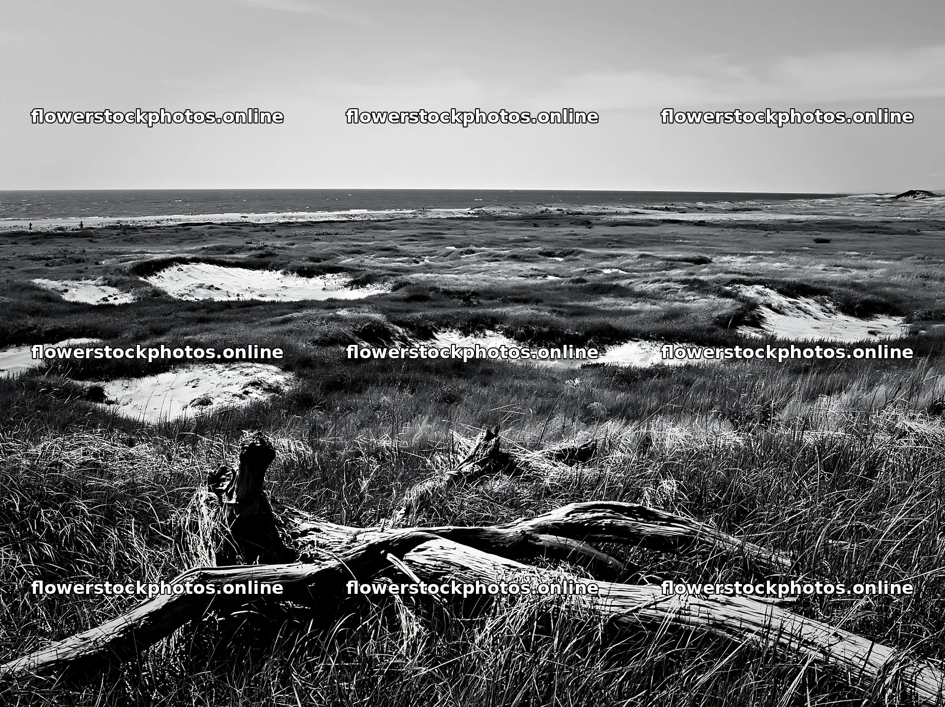 Chiba coastal climate meadow driftwood foreground under blue sky – flower stock photos 9174x6866