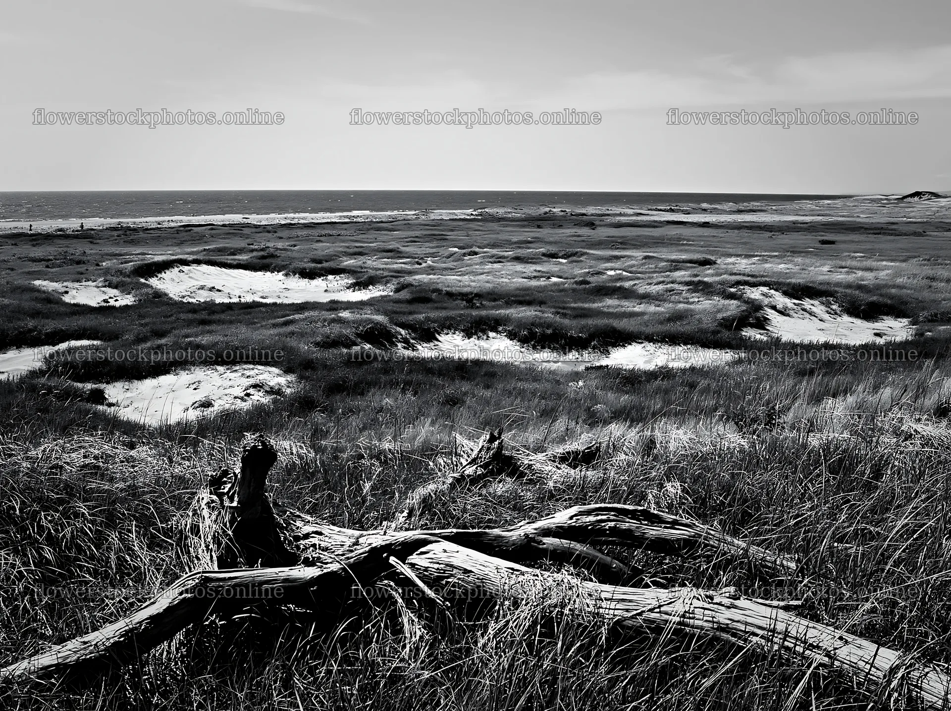 Chiba coastal climate meadow driftwood foreground under blue sky – flower stock photos 9174x6866