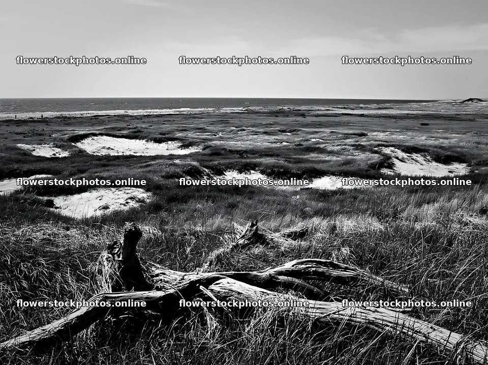 Chiba coastal climate meadow driftwood foreground under blue sky – flower stock photos 9174x6866