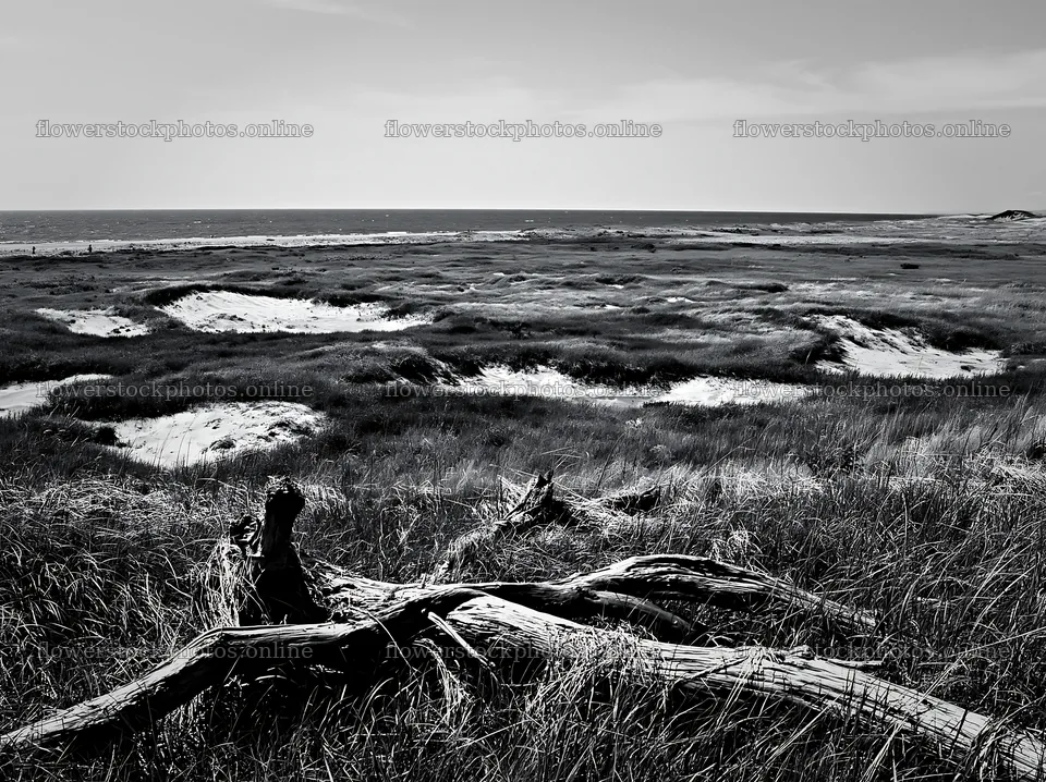Chiba coastal climate meadow driftwood foreground under blue sky – flower stock photos 9174x6866