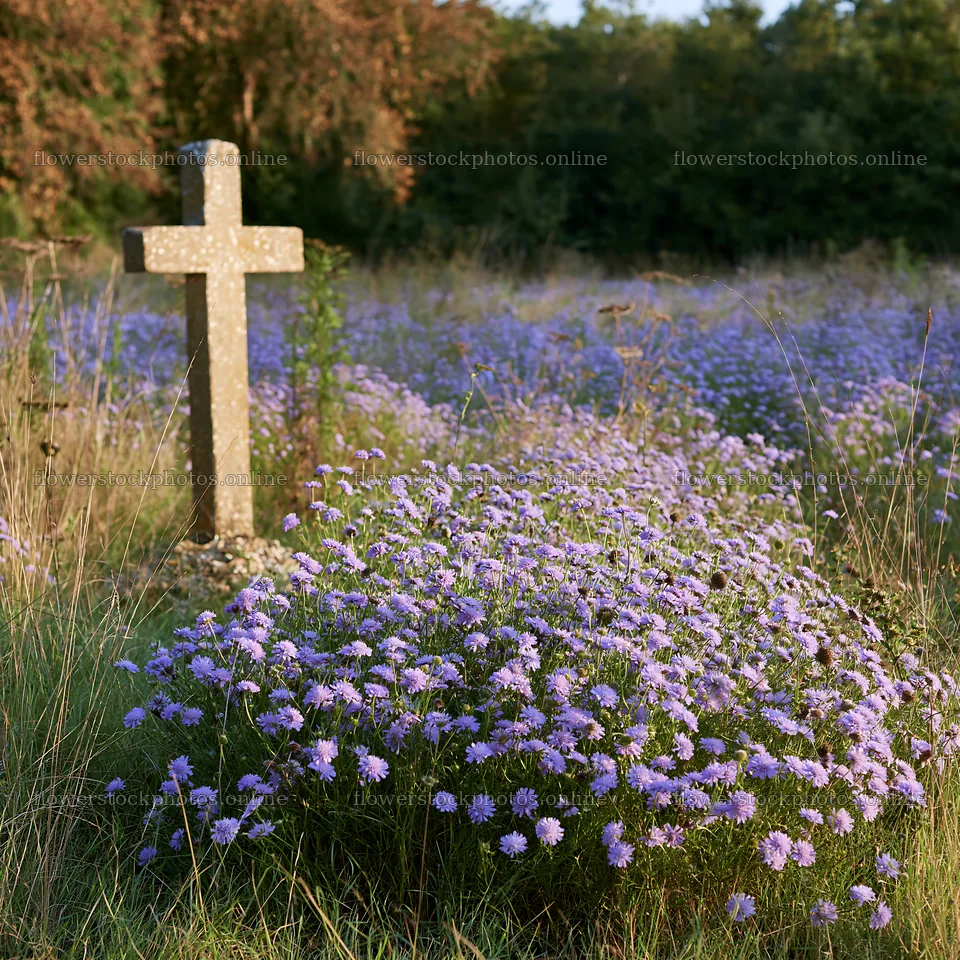 Christian cross with flowers in a meadow – flower stock photos 7938x7938