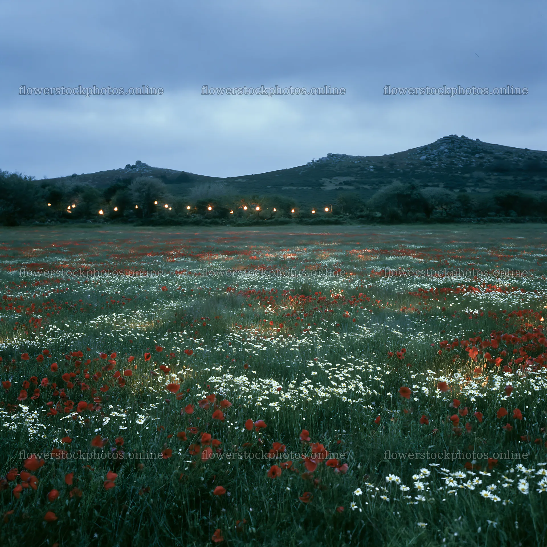 Vast Christmas meadow with lanterns across Dartmoor – flower stock photos 7938x7938