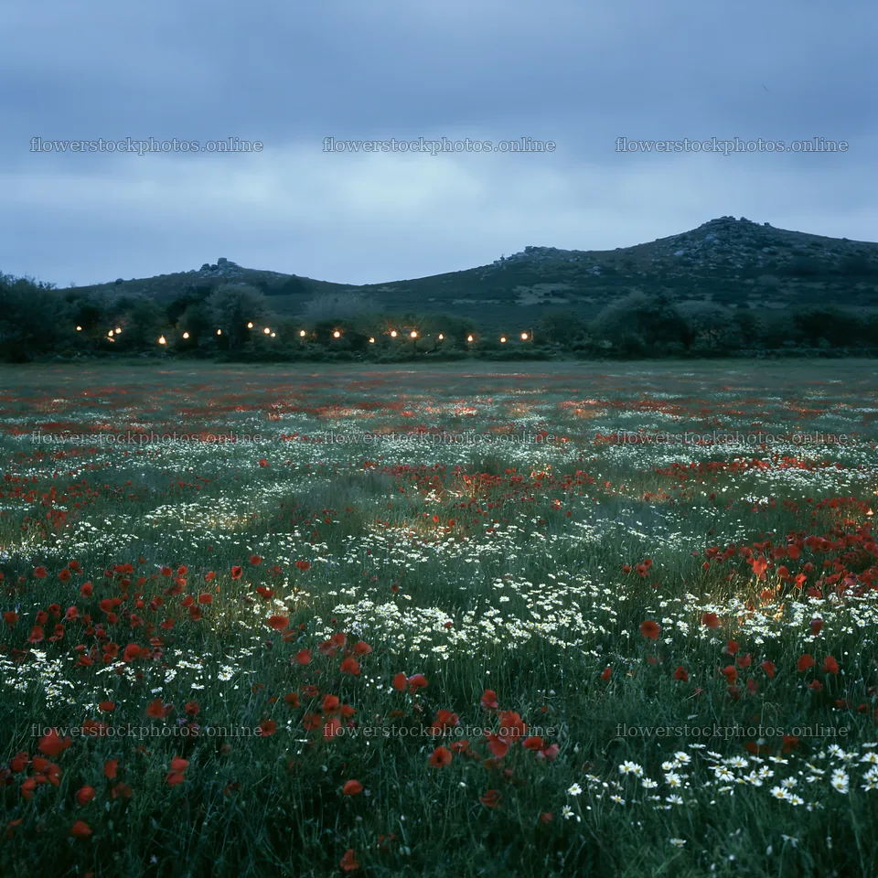 Vast Christmas meadow with lanterns across Dartmoor – flower stock photos 7938x7938