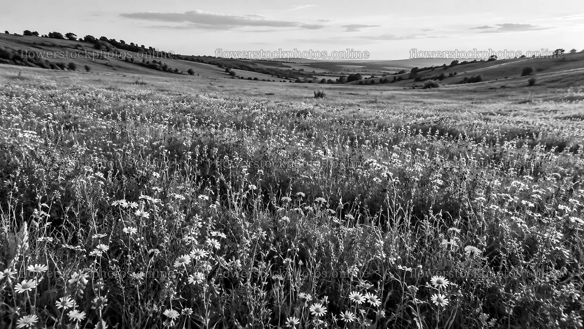 Monochrome Wildflower Meadow and Rolling Hills – flower stock photos 10324x5812