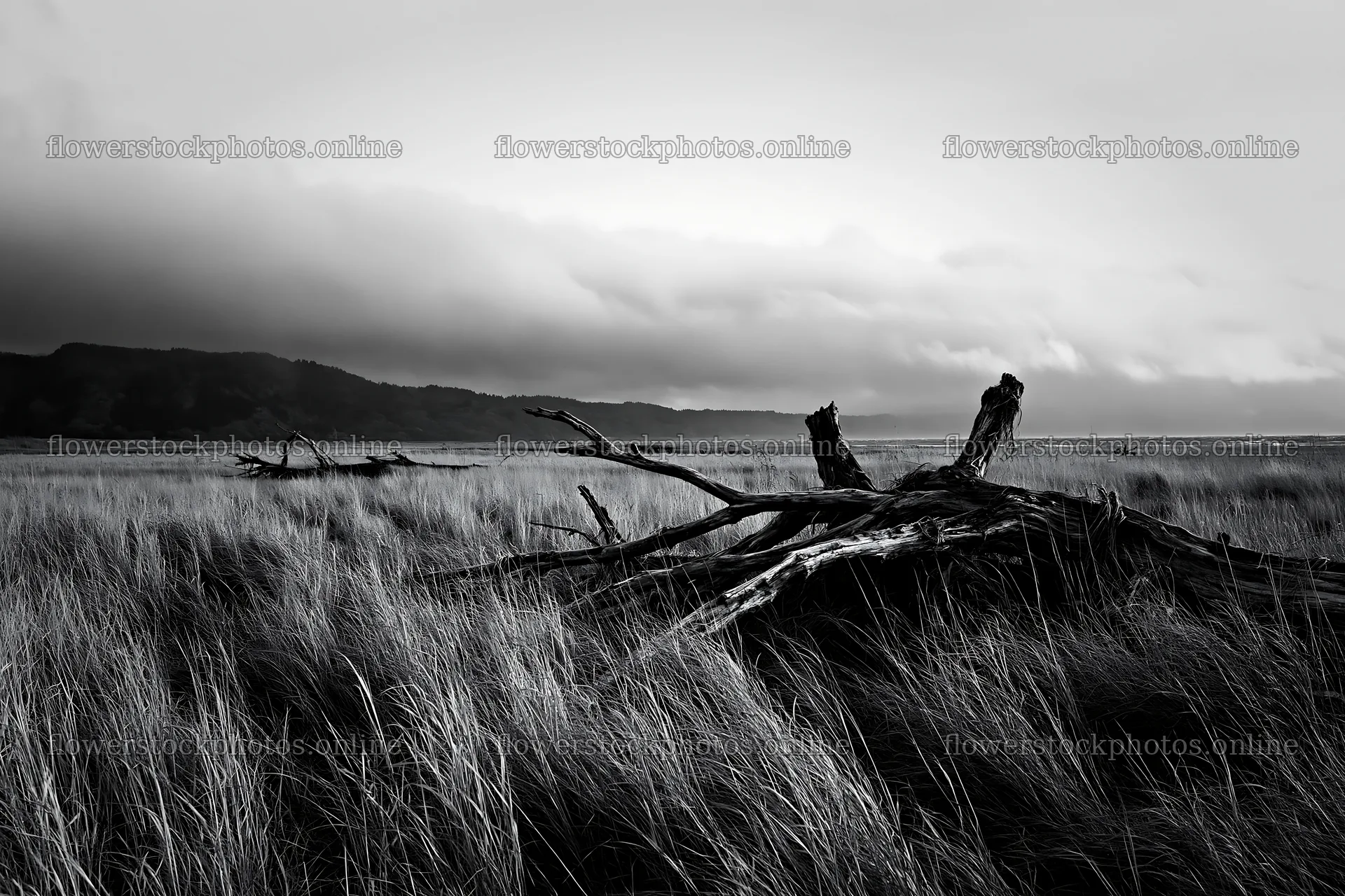 Ishikawa coastal meadow storm washed driftwood on the shore – flower stock photos 9722x6480