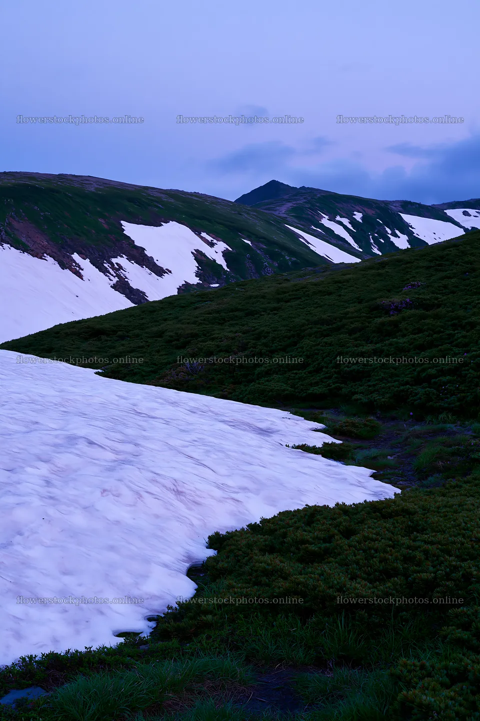 Snowline meadow with snow and greenery on mountain slopes – flower stock photos 6480x9722