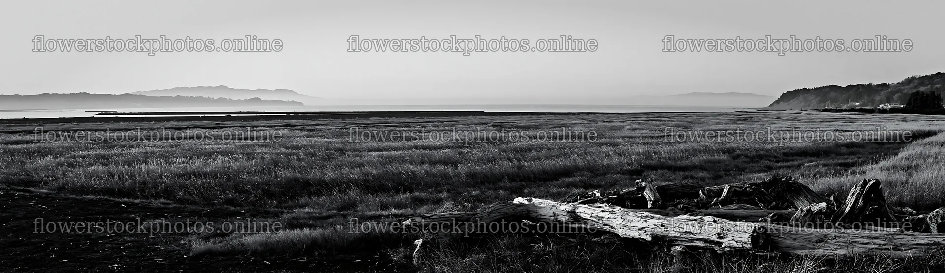 Chiba coastal climate meadow with driftwood in foreground – flower stock photos 14762x4268