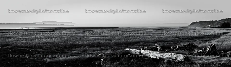 Chiba coastal climate meadow with driftwood in foreground – flower stock photos 14762x4268