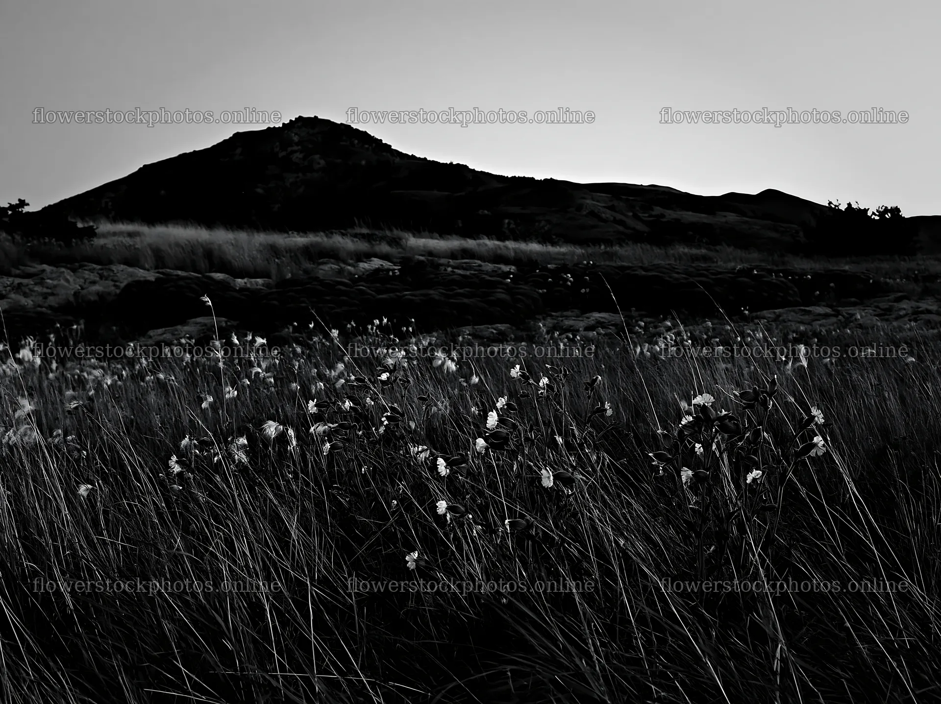 Night-blooming meadow with mountain backdrop at dusk – flower stock photos 9174x6866