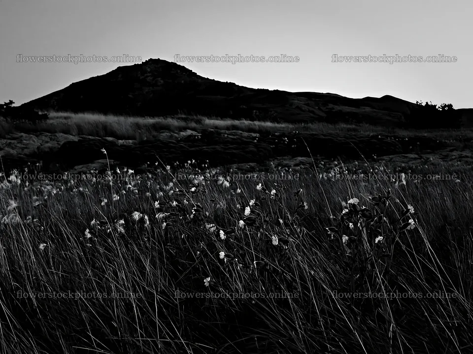Night-blooming meadow with mountain backdrop at dusk – flower stock photos 9174x6866