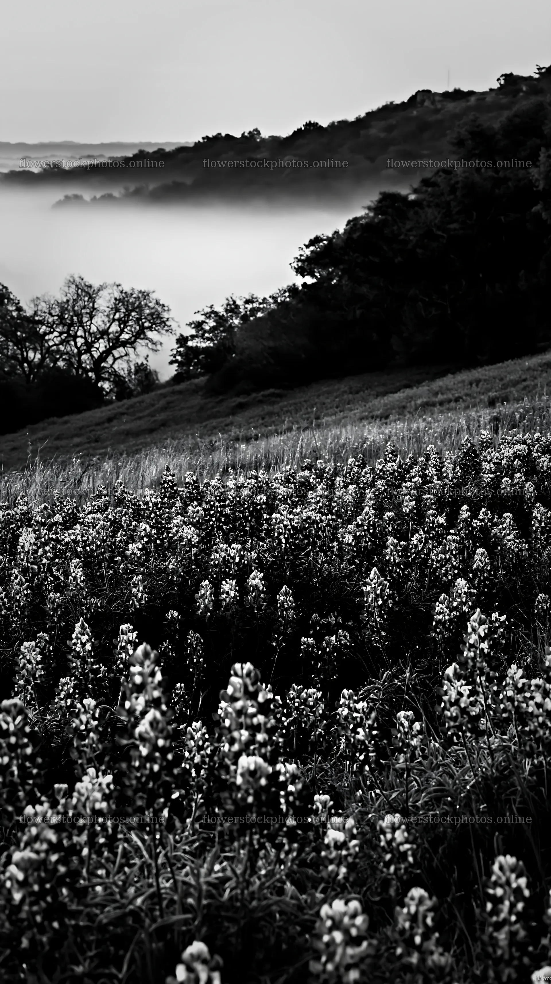 Bluebonnet meadow sunrise with vibrant flowers and morning fog – flower stock photos 5938x10608