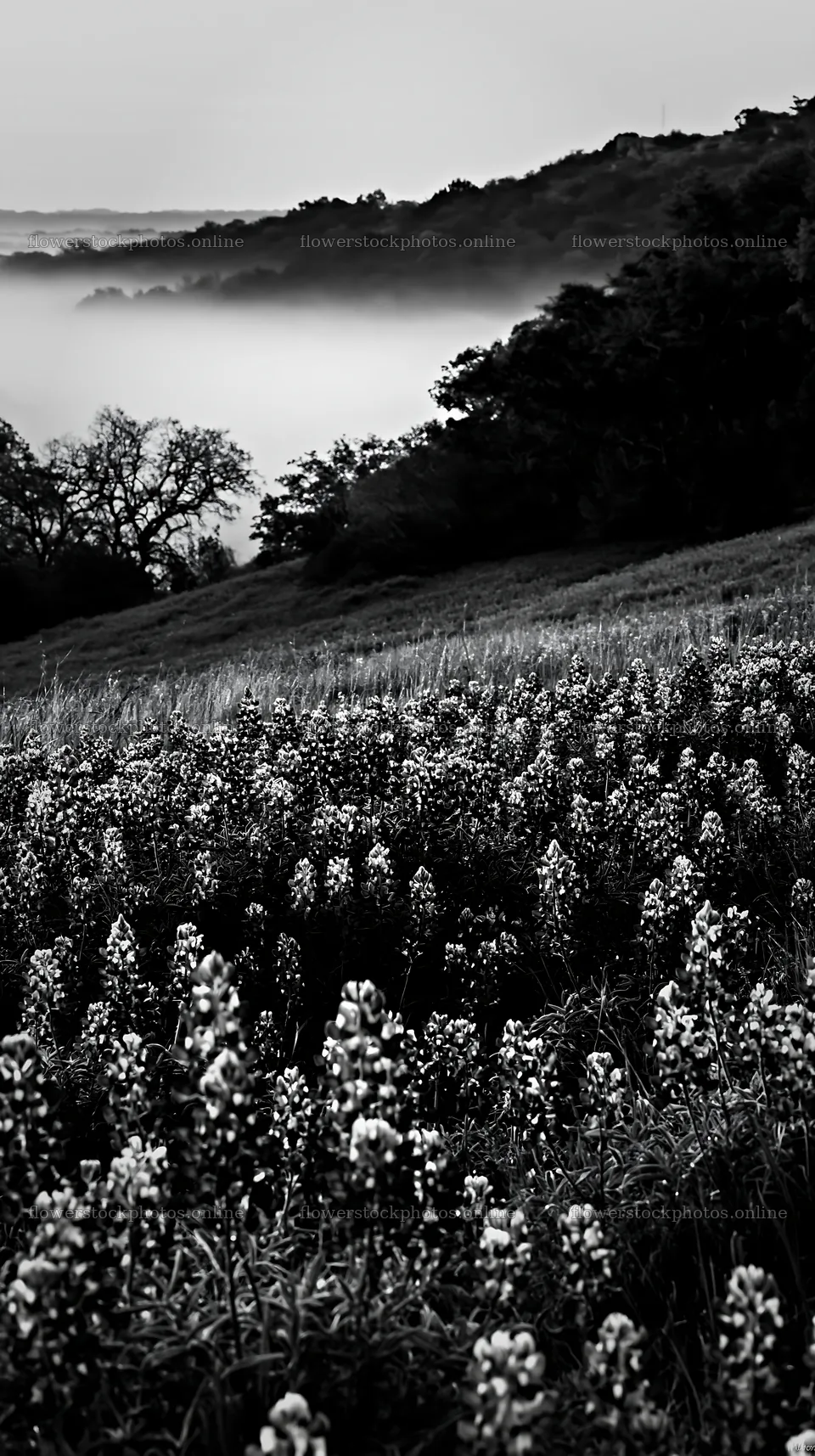 Bluebonnet meadow sunrise with vibrant flowers and morning fog – flower stock photos 5938x10608