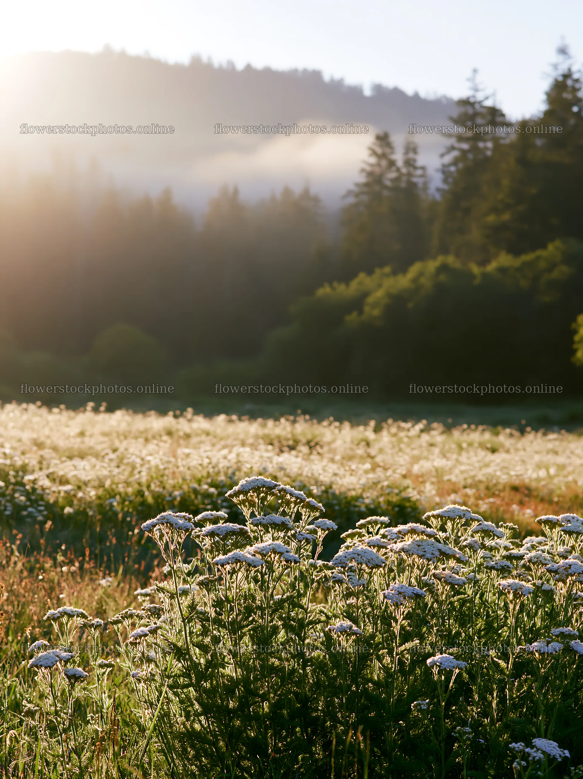 Yarrow meadow blooms on a sunny morning – flower stock photos 6866x9174