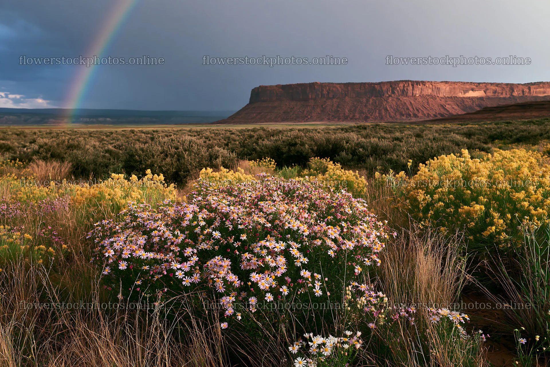 Sagebrush meadow light under a rainbow in the distance – flower stock photos 9722x6480