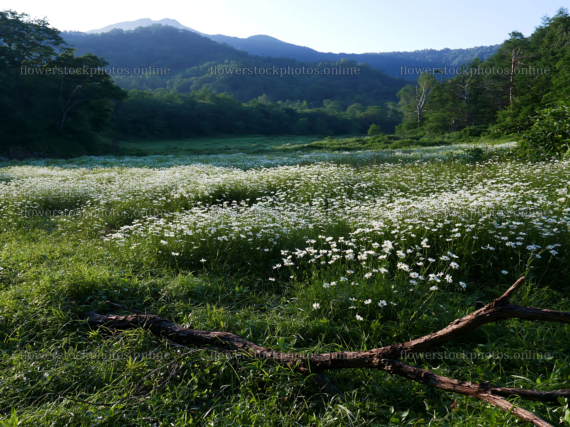 Yamagata rewilded meadow fallen branch foreground – flower stock photos 9174x6866