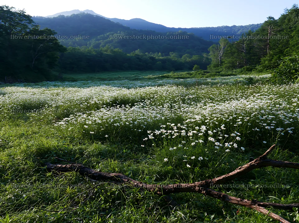 Yamagata rewilded meadow fallen branch foreground – flower stock photos 9174x6866