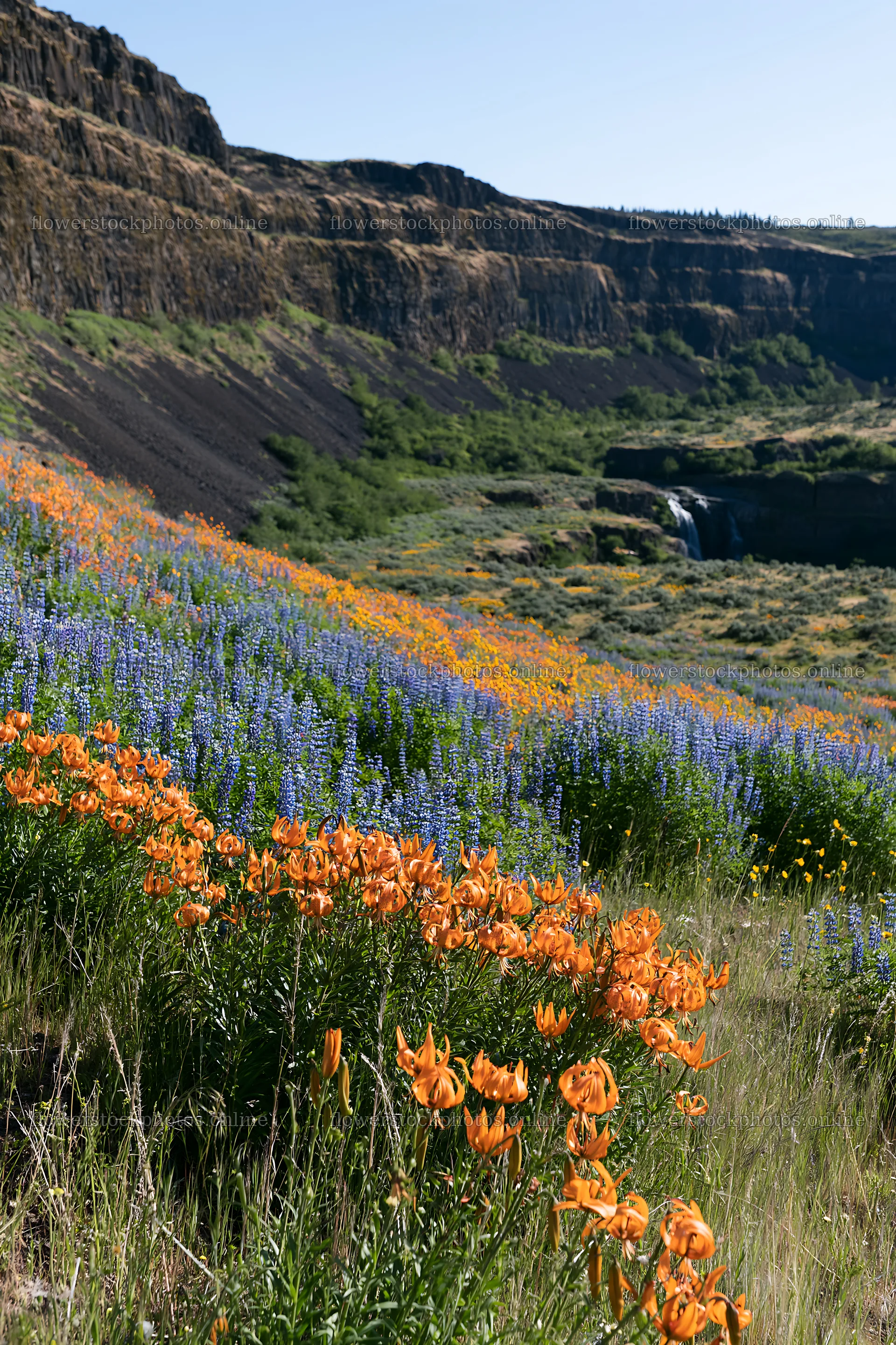 Vibrant flower meadow with distant waterfall in a natural setting – flower stock photos 6480x9722