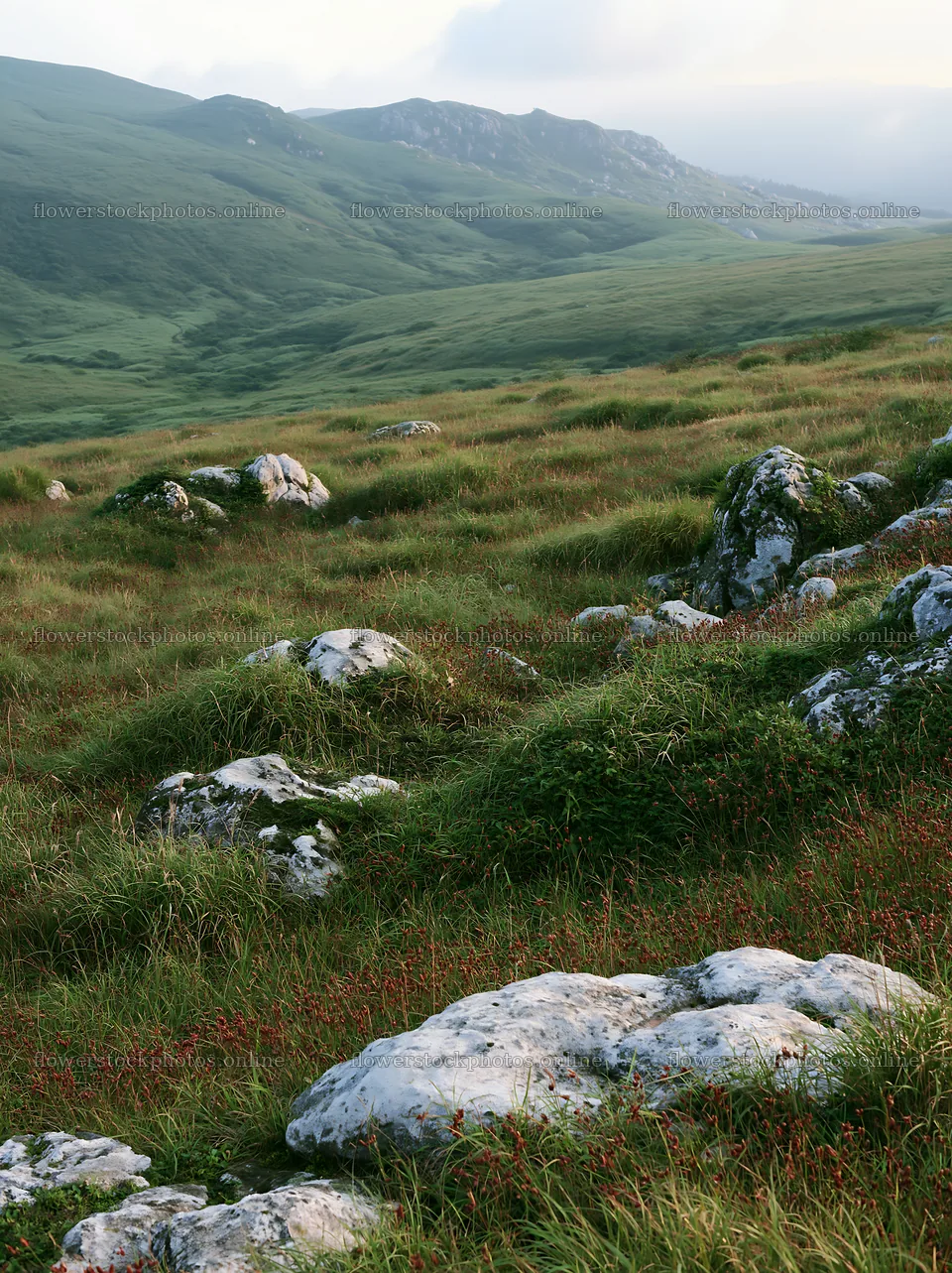 Oita highland meadow with granite stones and green grass – flower stock photos 6866x9174