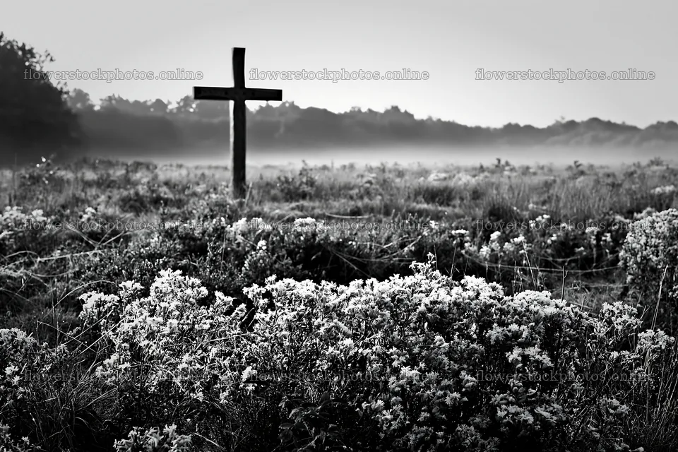 Carved oak cross in frosted meadow at dawn – flower stock photos 9722x6480