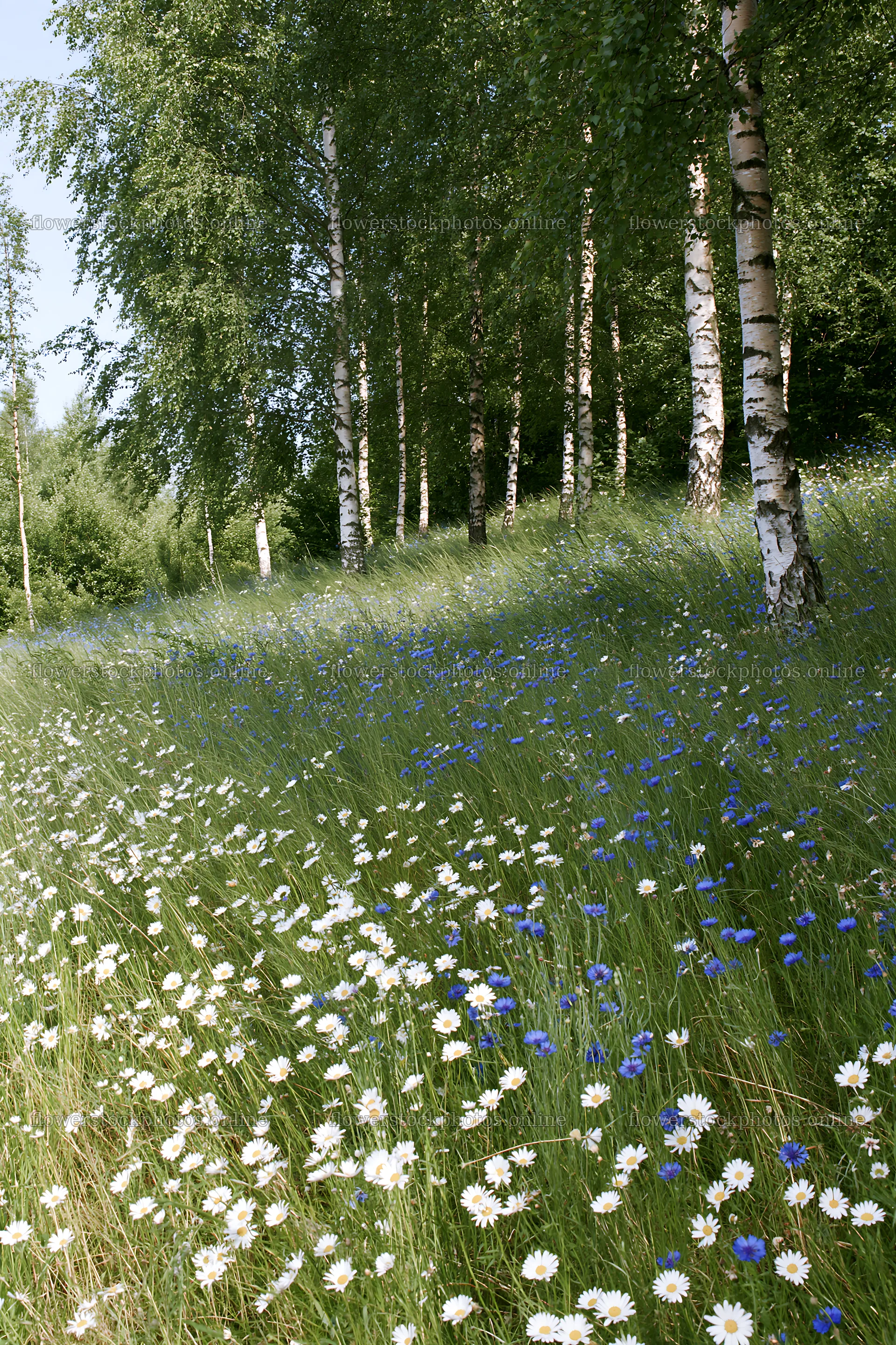Birch grove with flowers in meadow under soft light – flower stock photos 6480x9722