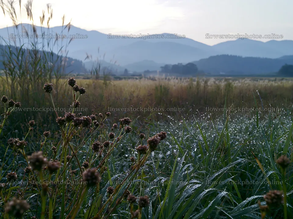 Niigata floodplain restoration meadow dew foreground captures nature – flower stock photos 9174x6866