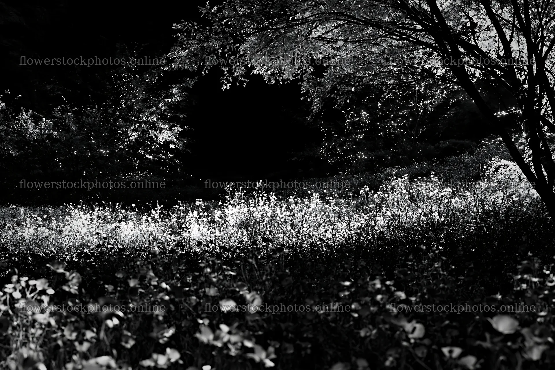 Christmas lights in meadow by cave at night – flower stock photos 9722x6480