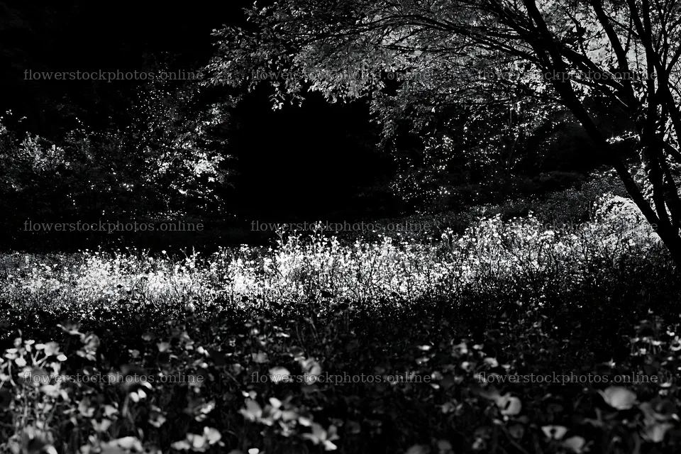 Christmas lights in meadow by cave at night – flower stock photos 9722x6480