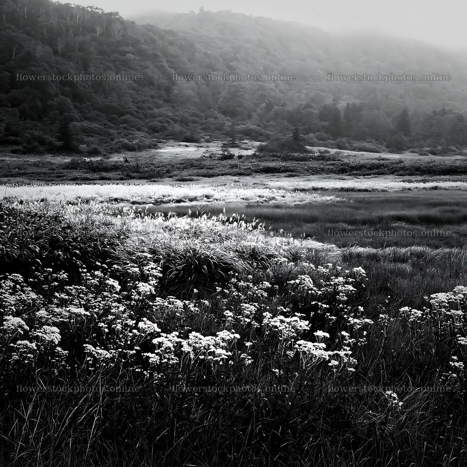 Dew on Nagano silver grass meadow in biodiverse landscape – flower stock photos 7938x7938