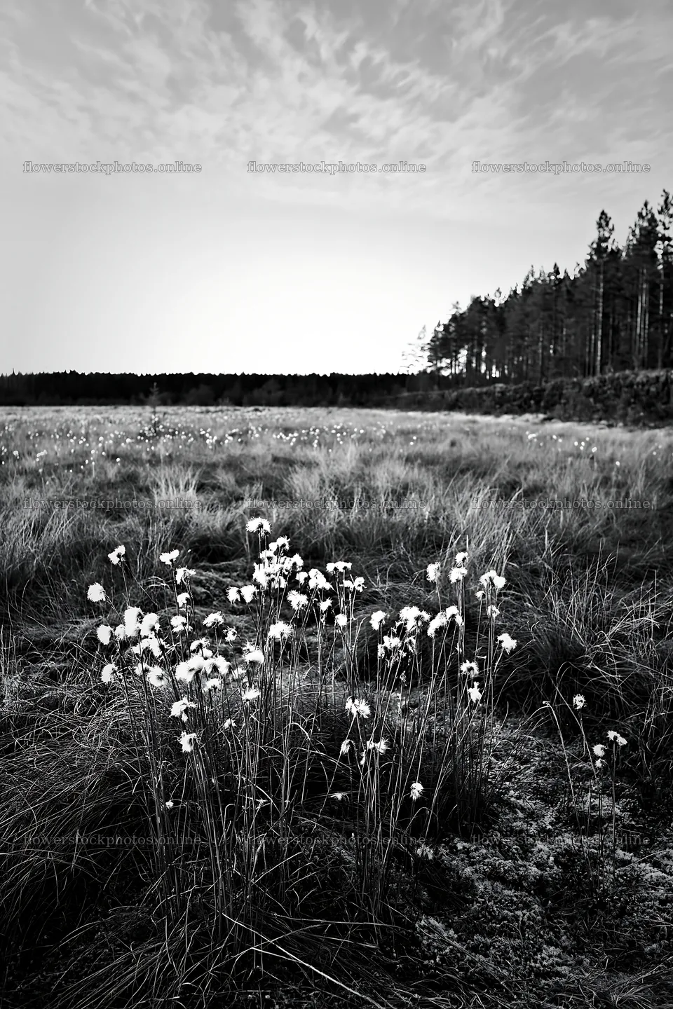 Cottongrass meadow under cloudy sky at dusk – flower stock photos 6480x9722