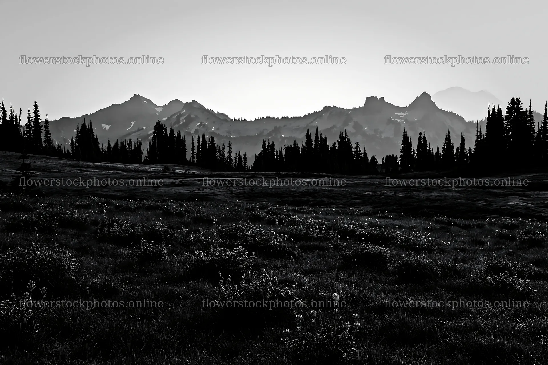 Mount Rainier wildflower meadow at sunrise – flower stock photos 9722x6480