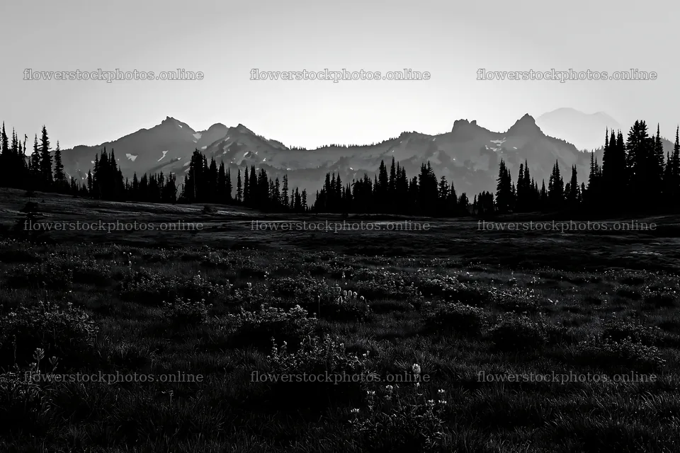 Mount Rainier wildflower meadow at sunrise – flower stock photos 9722x6480