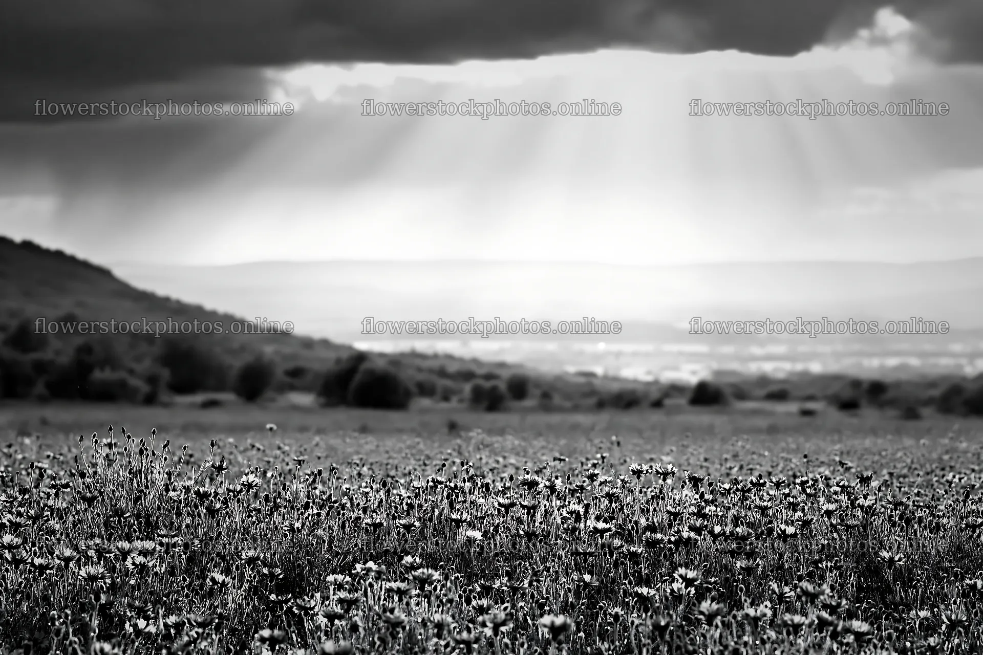 Cornflower meadow website header image – flower stock photos 9722x6480