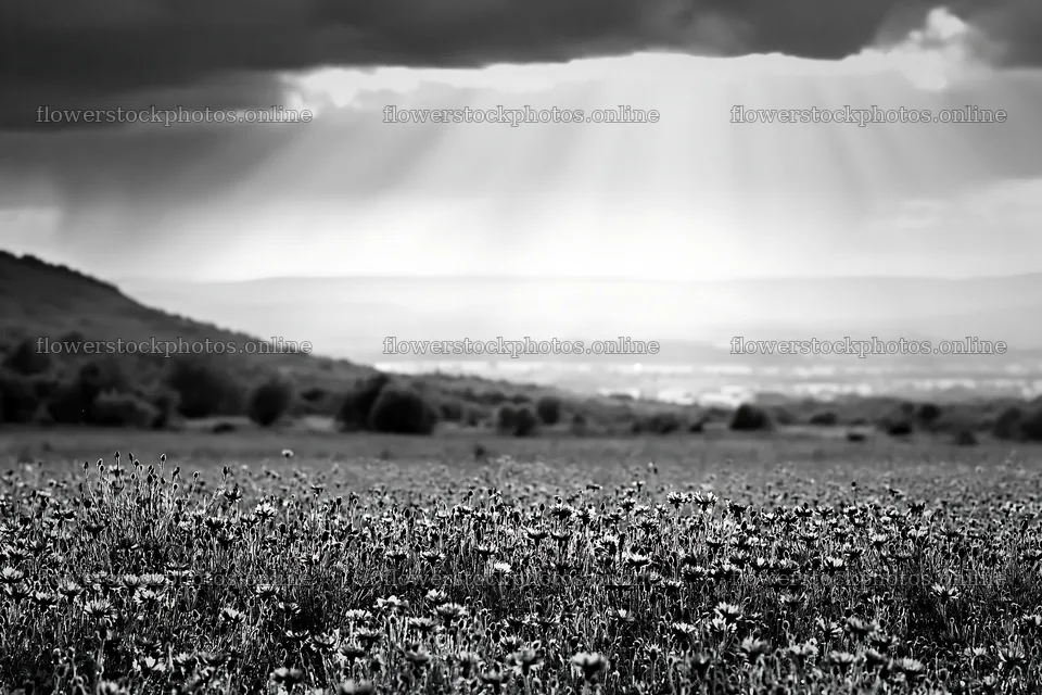 Cornflower meadow website header image – flower stock photos 9722x6480