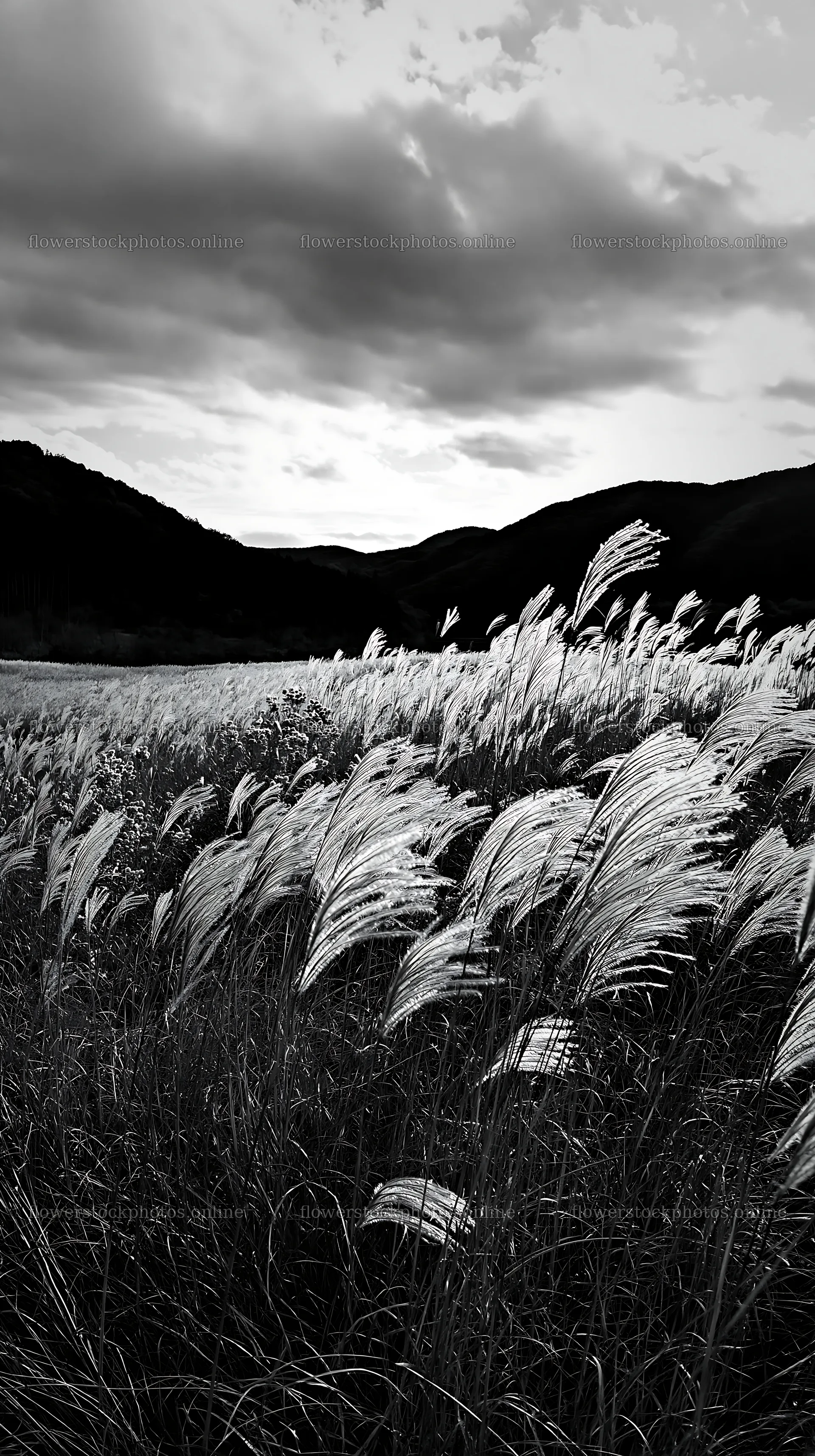 Okayama golden meadow with seedhead foreground – flower stock photos 5938x10608