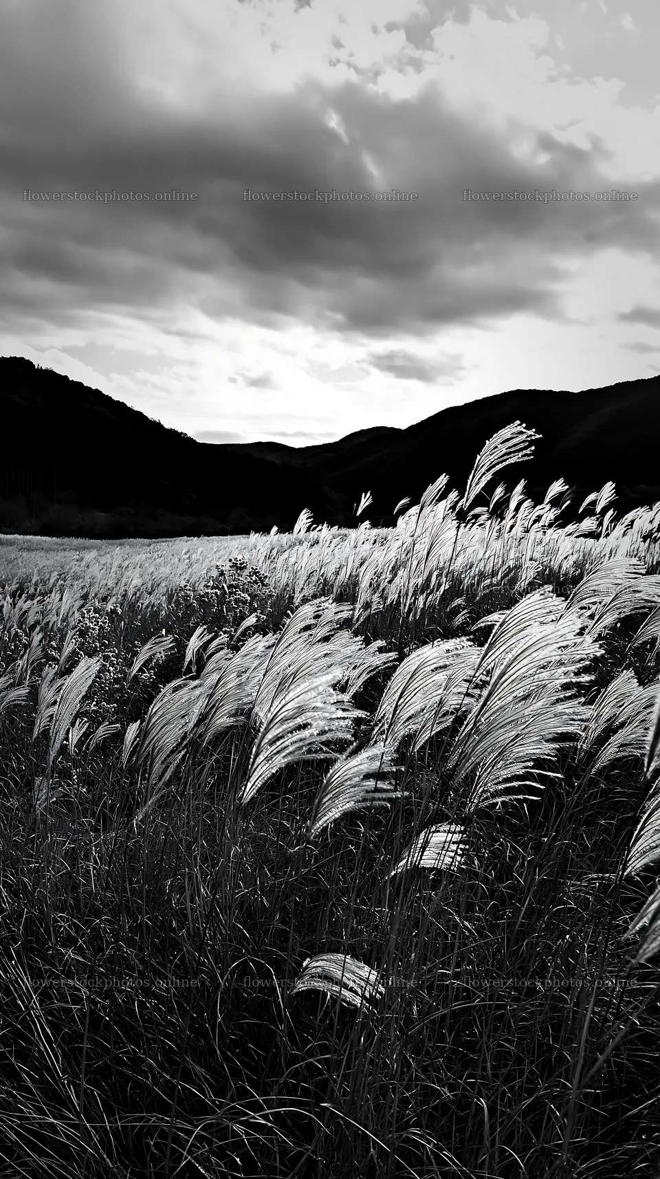 Okayama golden meadow with seedhead foreground – flower stock photos 5938x10608