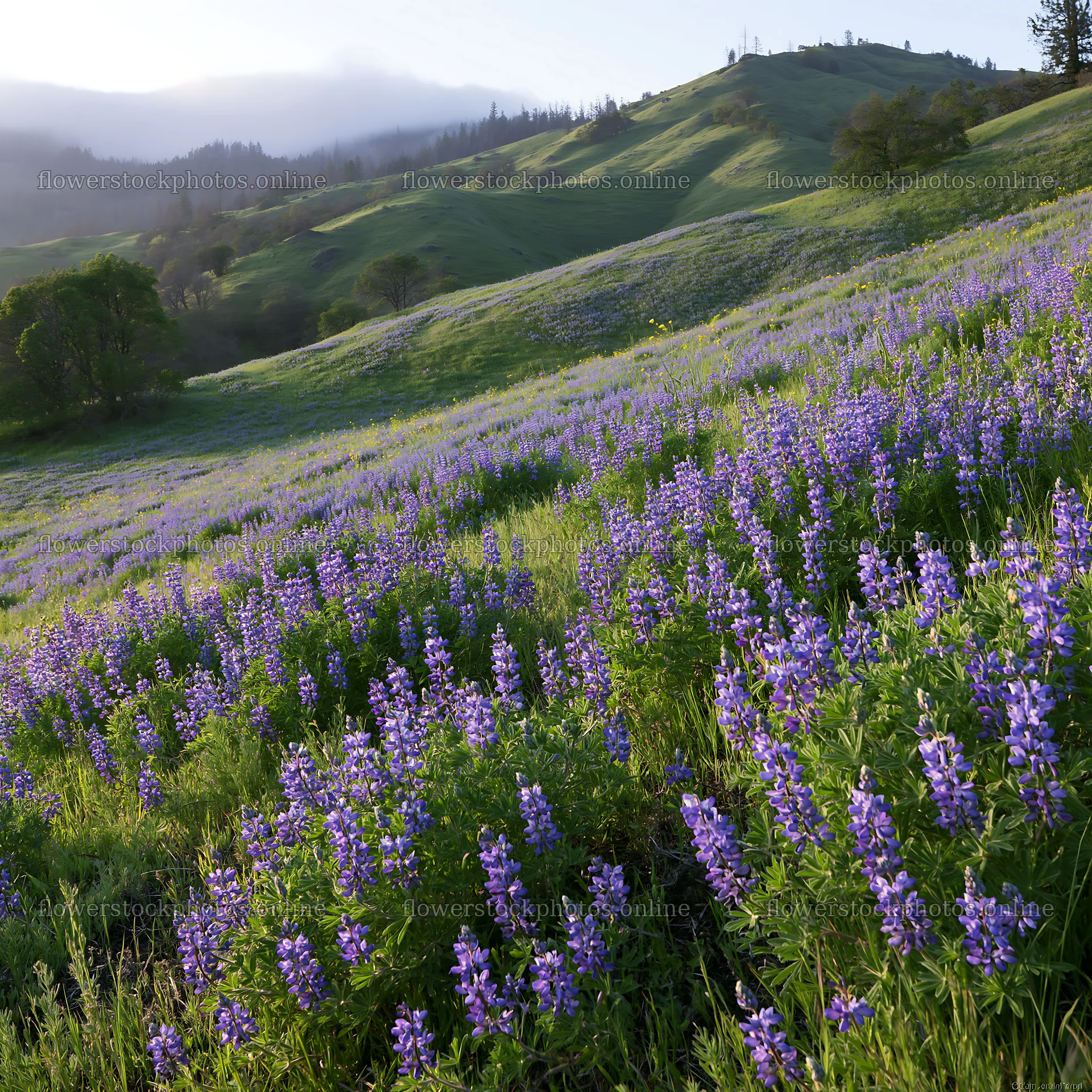 Cloudy foothill meadow with purple wildflowers and green hills – flower stock photos 7938x7938