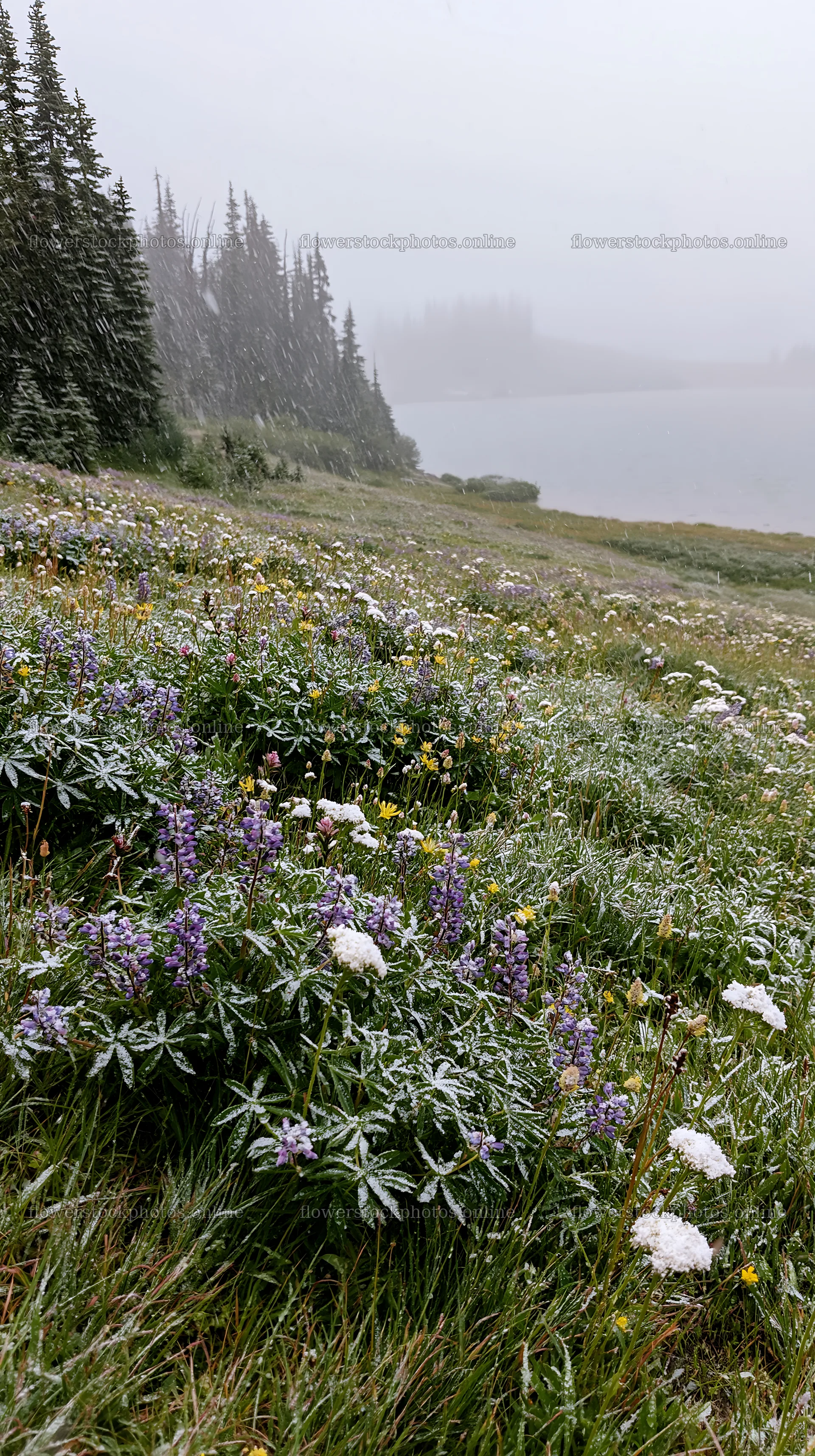 Snowy lakeside meadow with flowers and trees in winter scene – flower stock photos 5938x10608