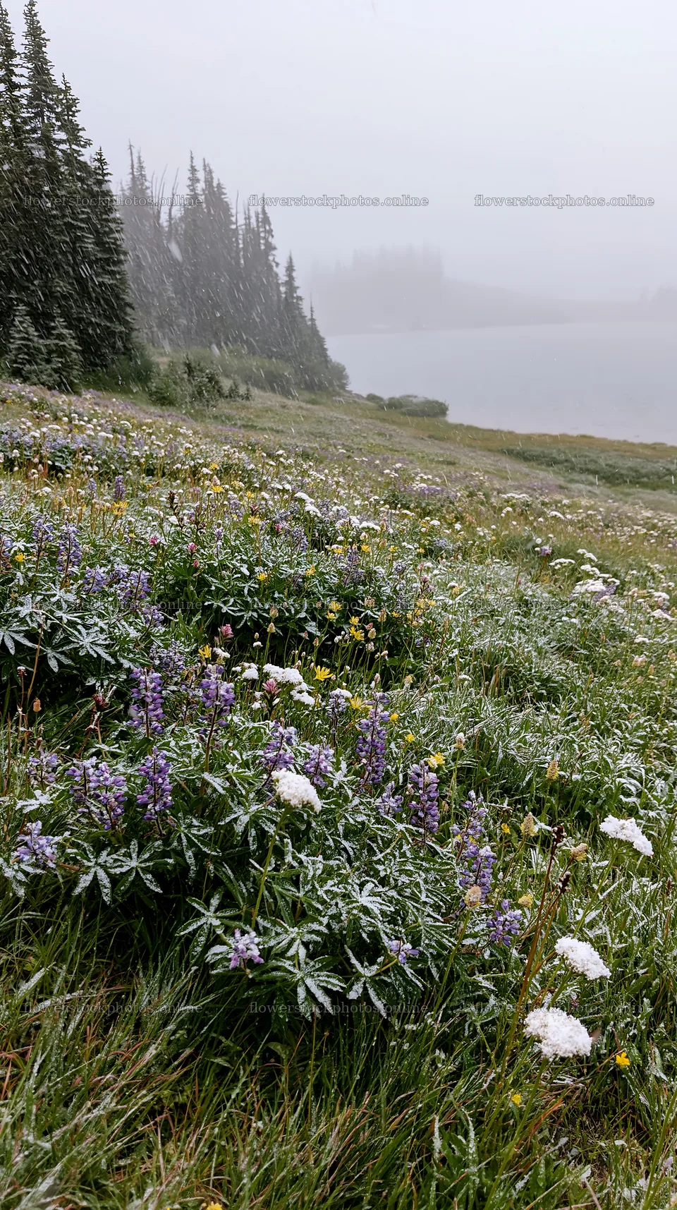 Snowy lakeside meadow with flowers and trees in winter scene – flower stock photos 5938x10608