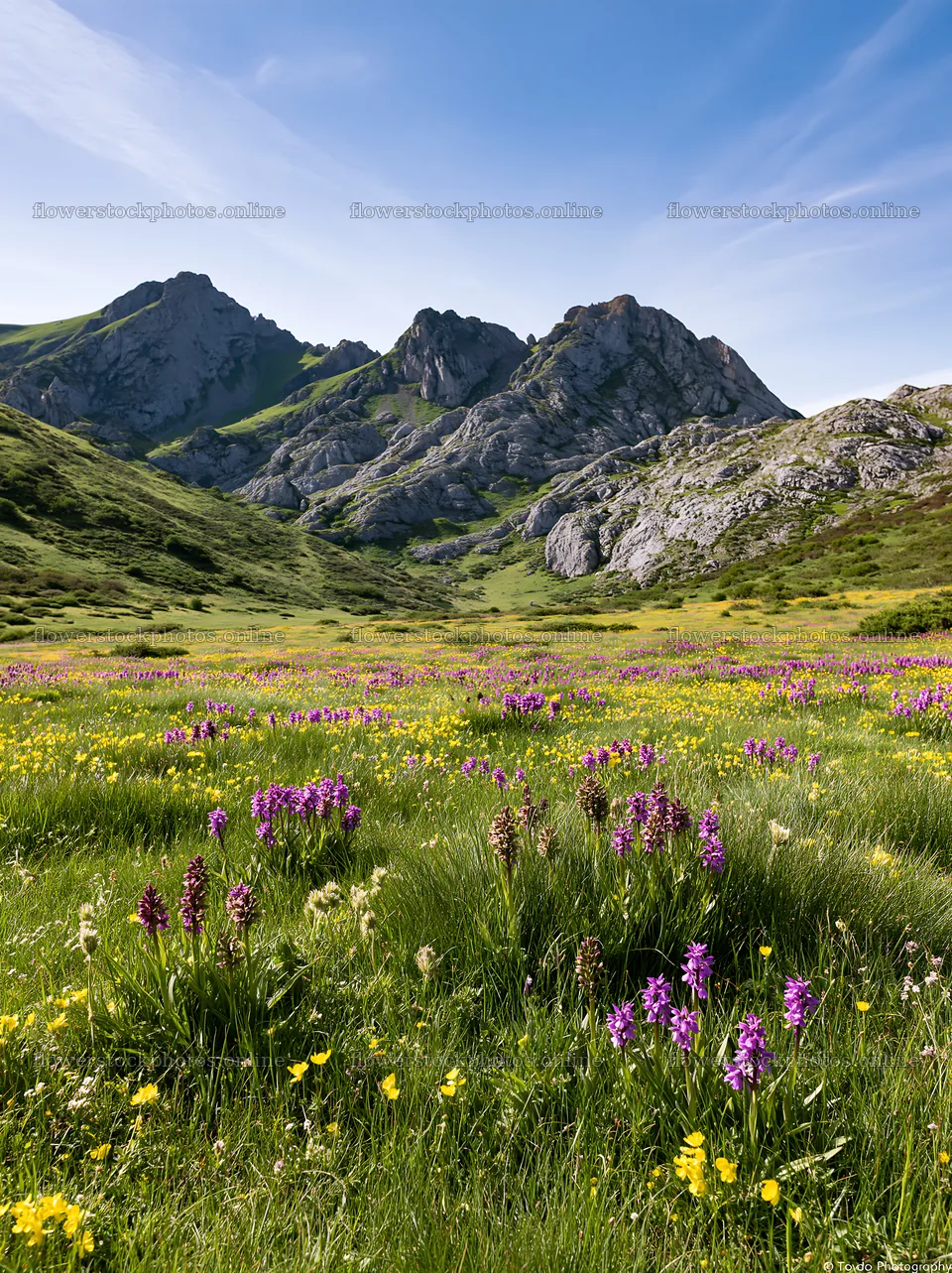 Colorful orchid meadow in a mountainous landscape – flower stock photos 6866x9174