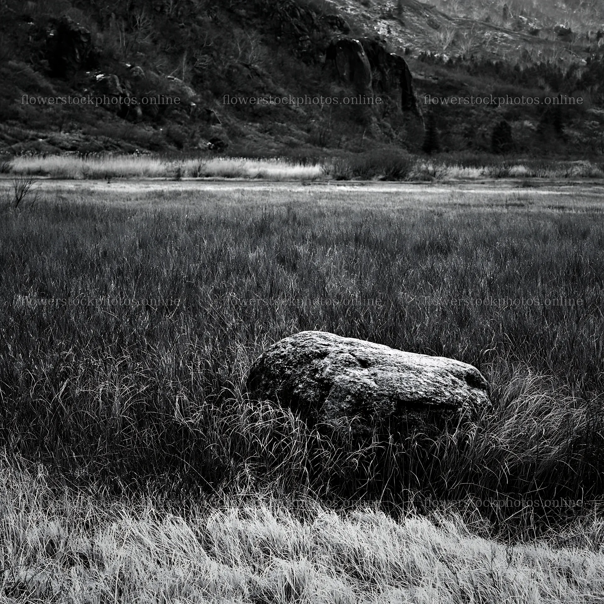 Drought resilient meadow with granite boulder in Nagano – flower stock photos 7938x7938