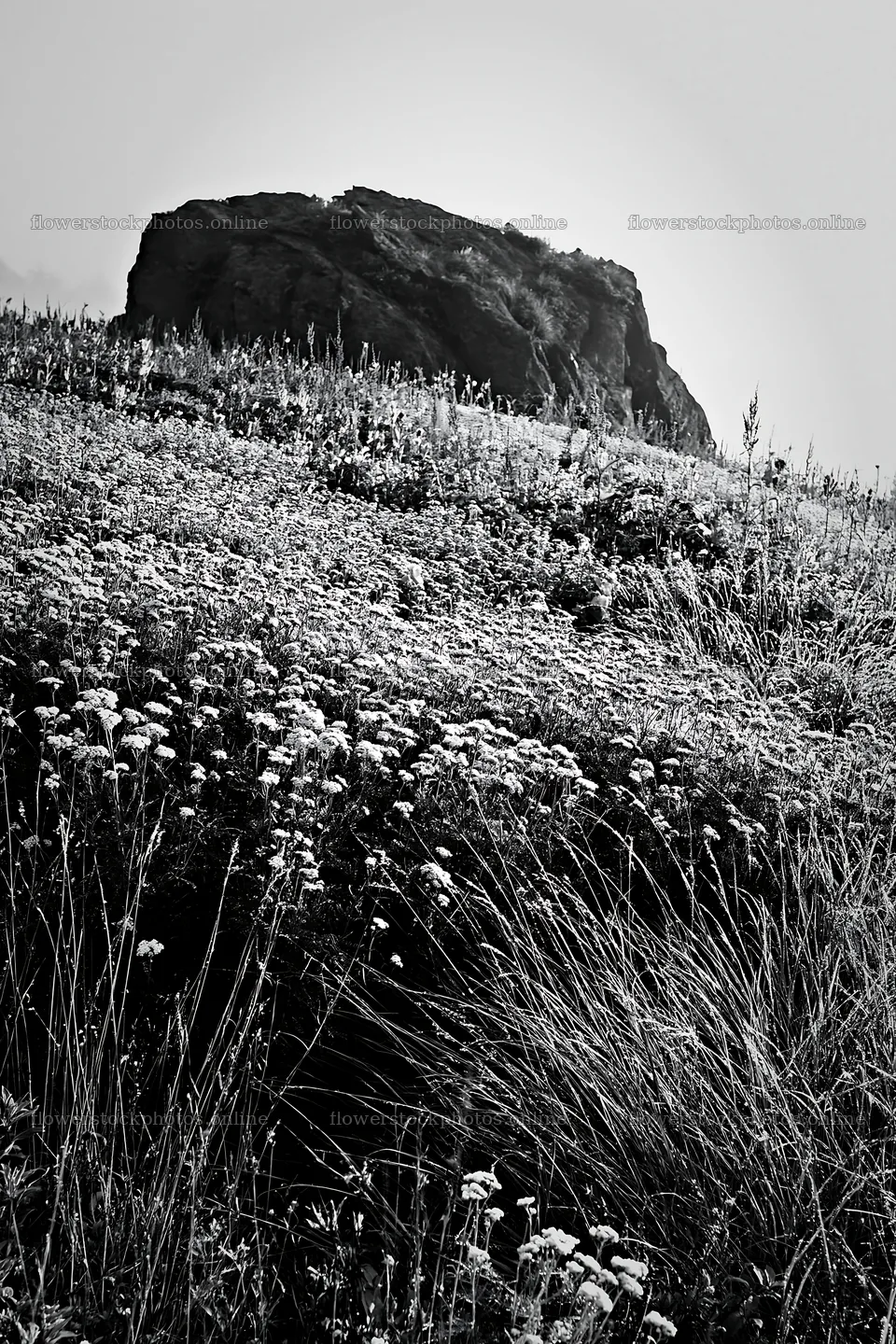 Nagano drought resilient meadow granite boulder – flower stock photos 6480x9722