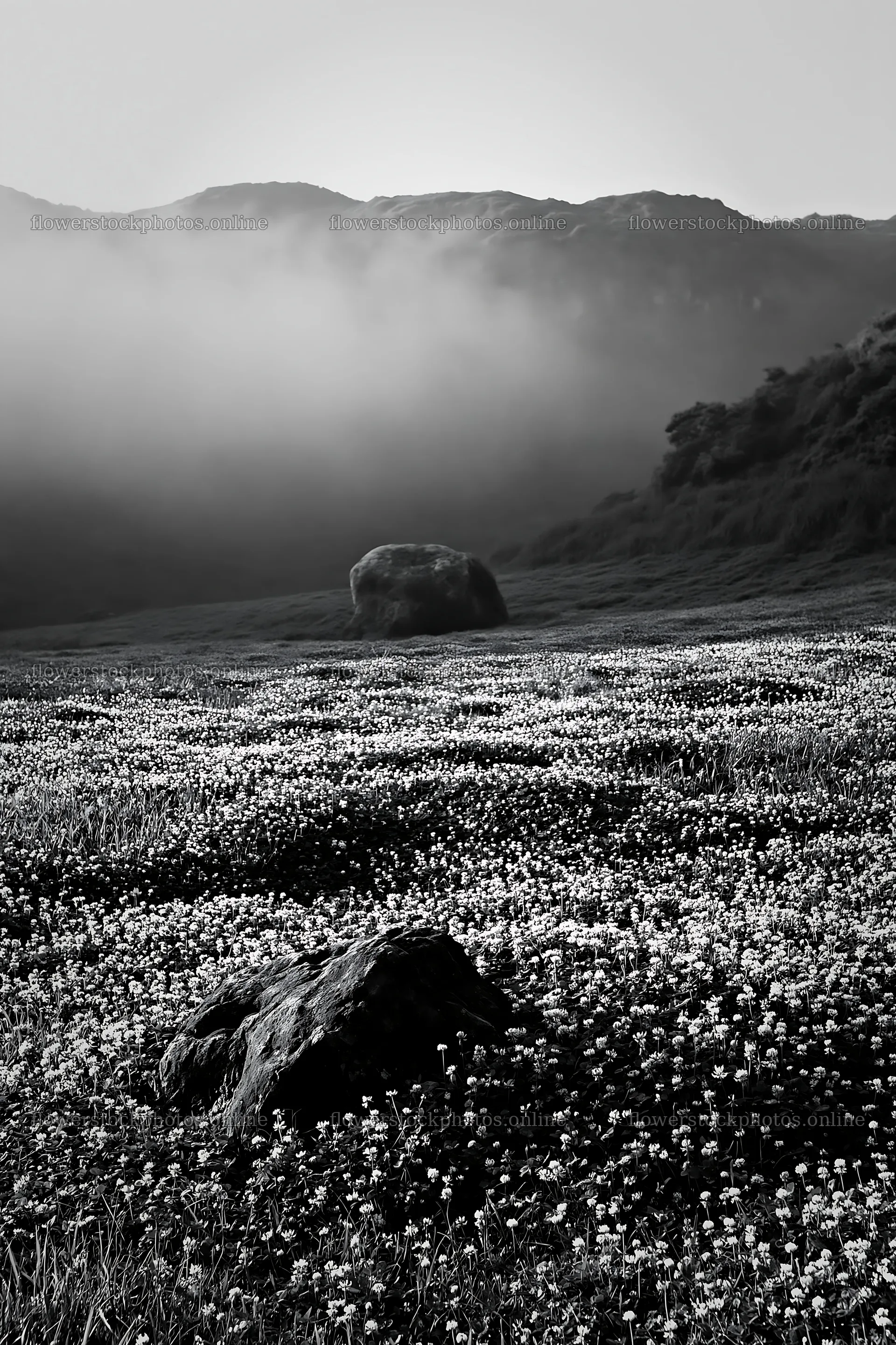 Yamaguchi limestone meadow with pale boulder in black and white – flower stock photos 6480x9722