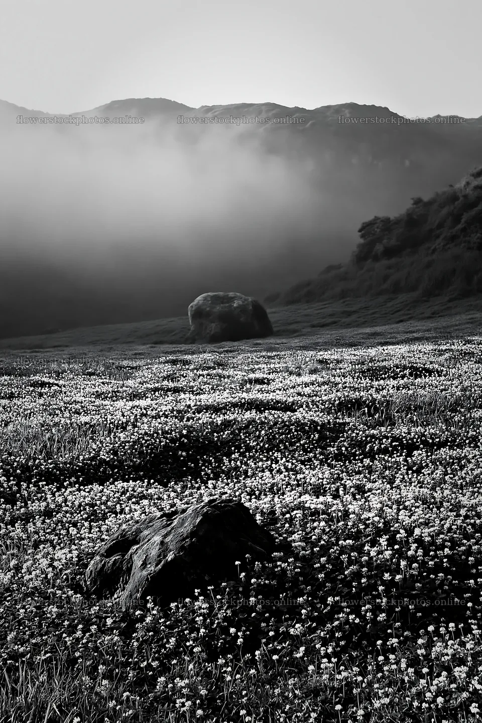Yamaguchi limestone meadow with pale boulder in black and white – flower stock photos 6480x9722