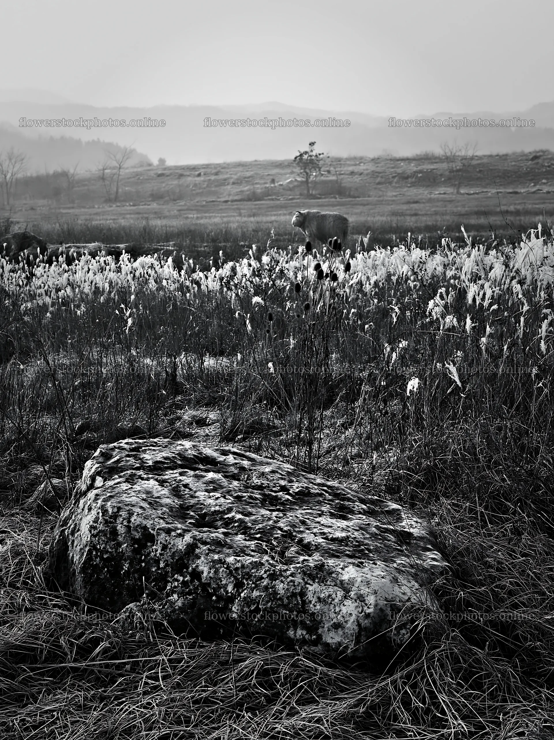 Yamaguchi limestone meadow with pale boulder and distant cow – flower stock photos 6866x9174