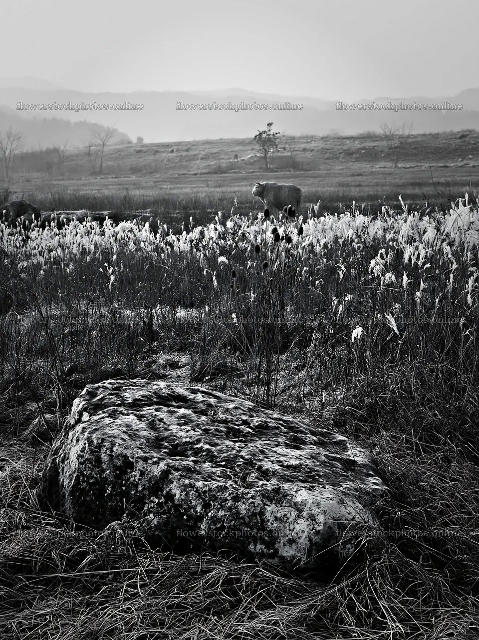 Yamaguchi limestone meadow with pale boulder and distant cow – flower stock photos 6866x9174
