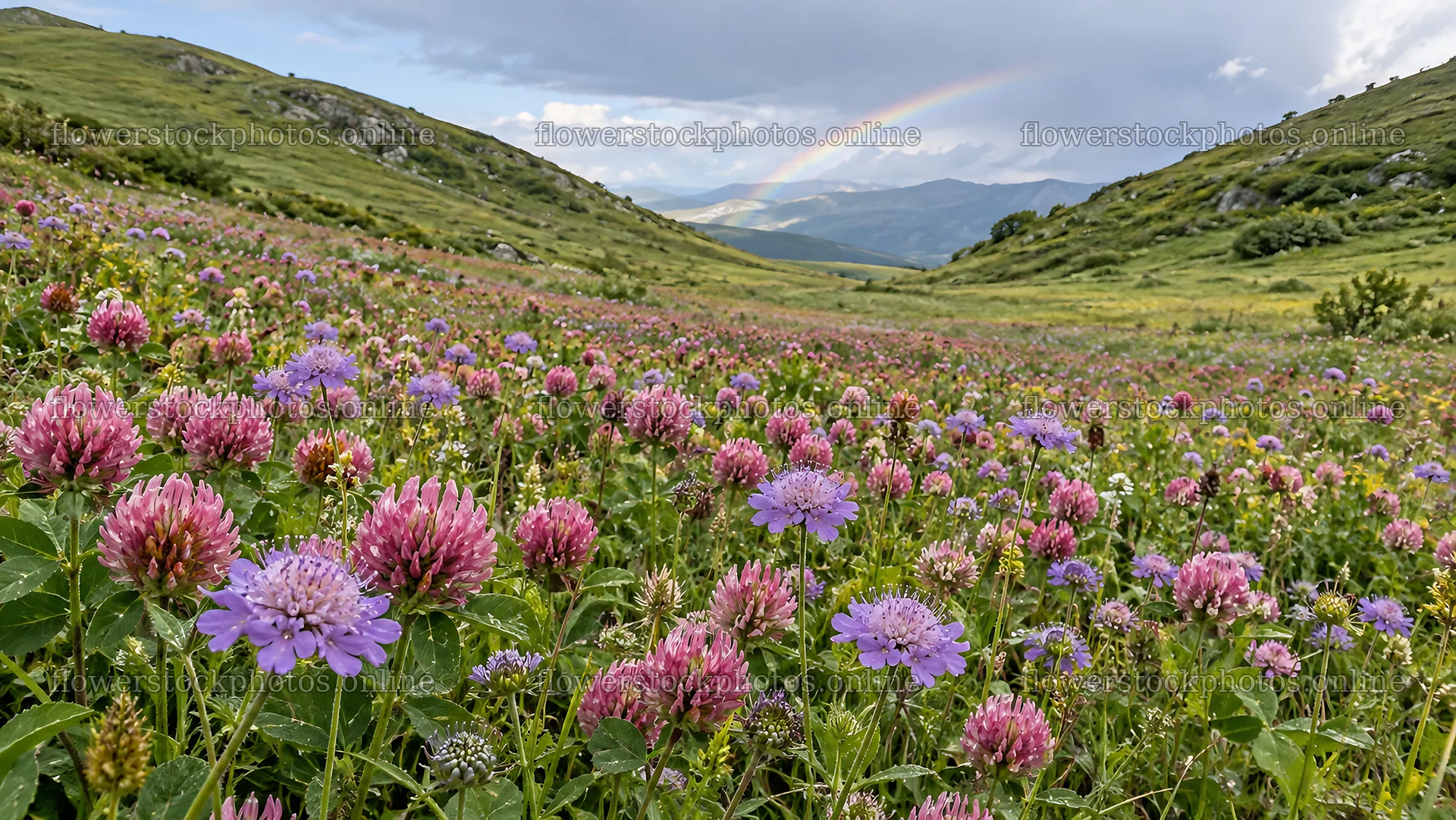 Pink and Purple Wildflowers in a Mountain Meadow – flower stock photos 10324x5812